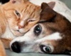 novak animal care center pet friendly veterinarian near lake havasu city az