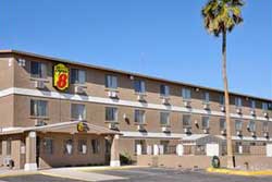 pet friendly hotel in lake havasu