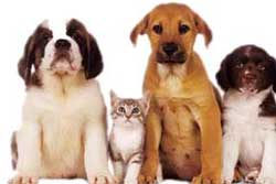 pet sitting in havasu