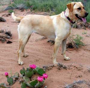 travel with dog in santa fe